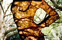 Apparition in the Oaks